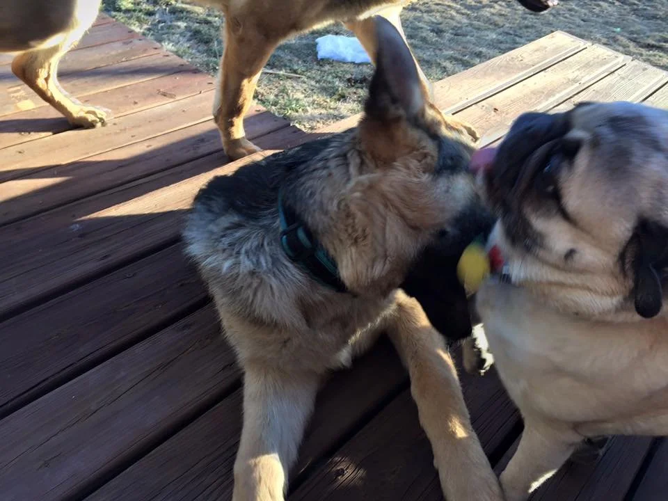 Two dogs playing on a wooden deck, one appears to be a young puppy with a tan and black coat, and the other is a larger pug with a fawn-colored coat and a black face, both engaging in playful interaction.