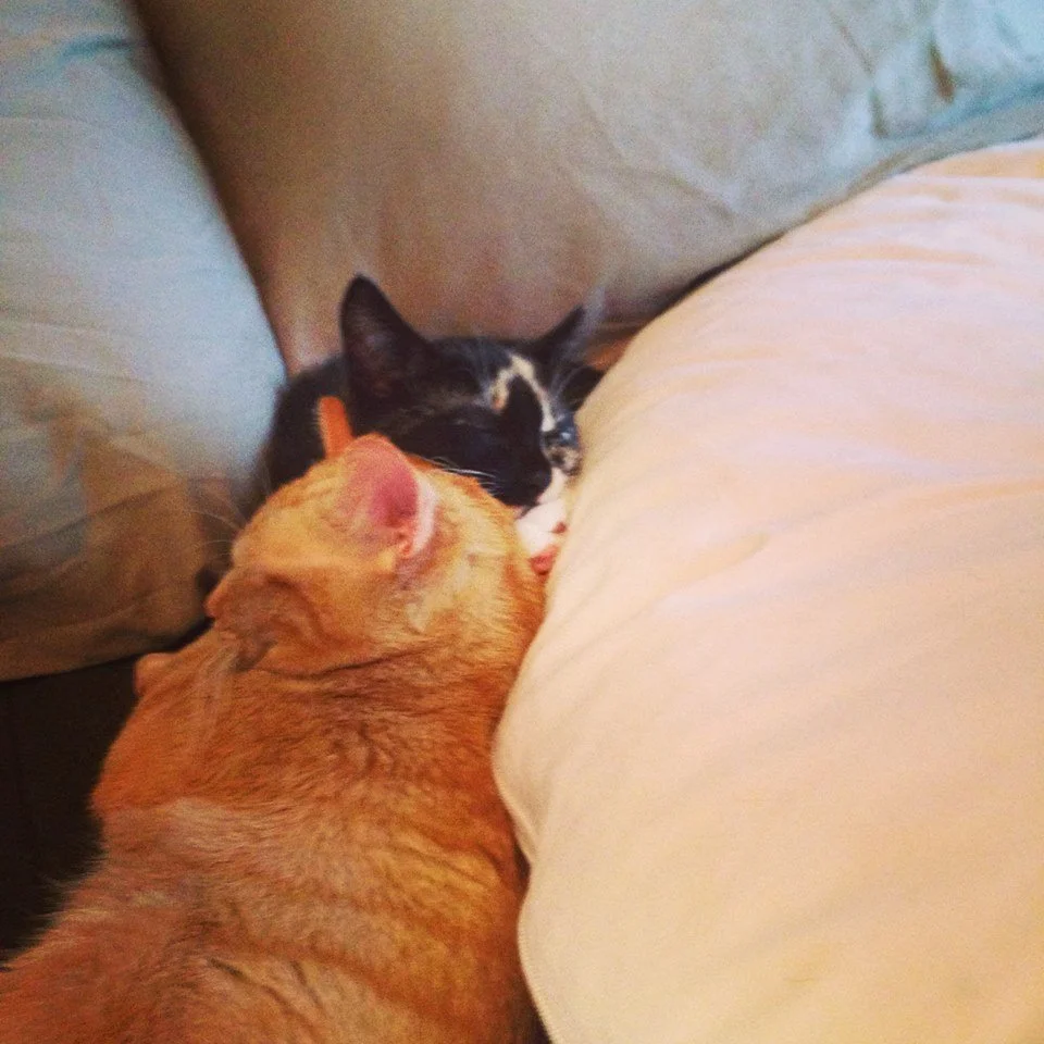 A black and white cat cuddling with an orange tabby cat on a beige couch.