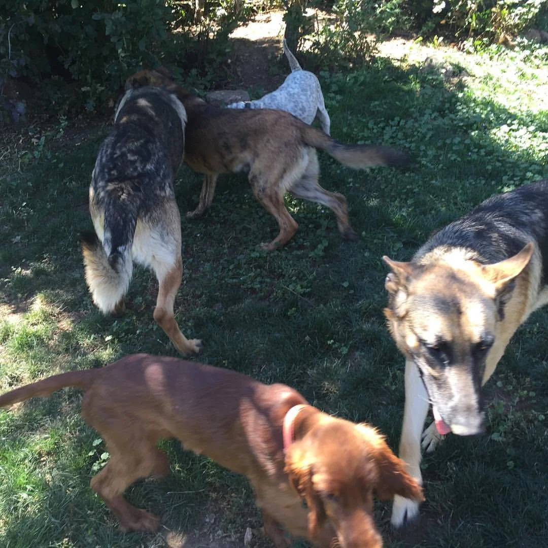 Five dogs of various breeds playing and exploring on a grassy area near bushes and trees.