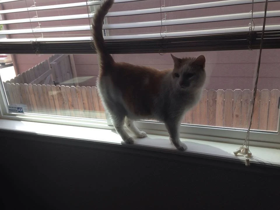 A cat standing on a windowsill inside a house, looking outside through partially open blinds, with a backyard and wooden fence visible.