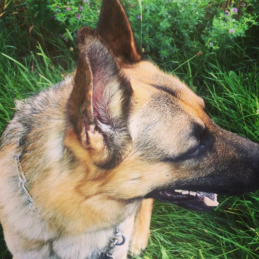 Close-up of a German Shepherd dog lying in green grass, facing to the right, with its tongue slightly out.
