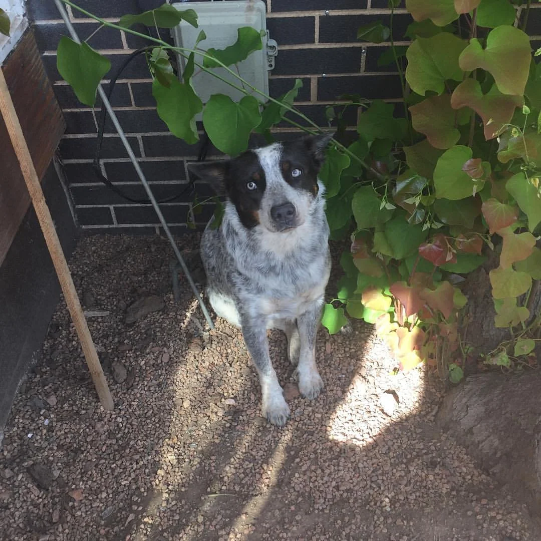 A dog with black and white fur and piercing blue eyes sitting on gravel ground surrounded by green and reddish leaves.