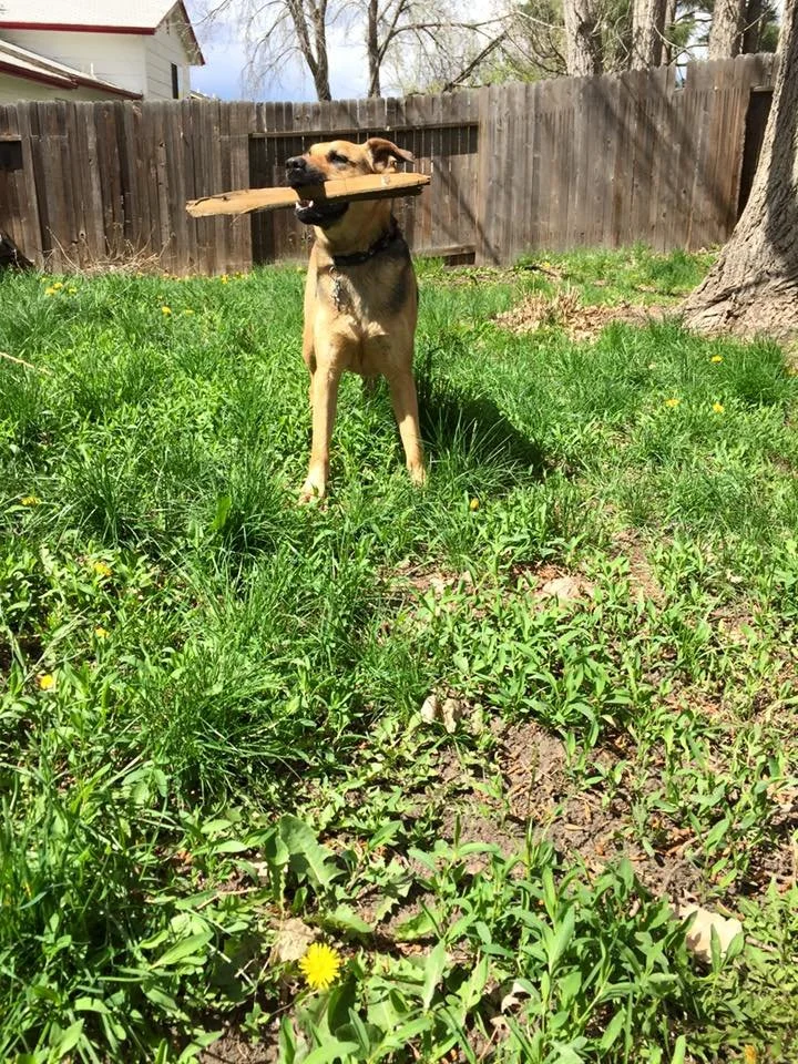 A dog standing on grass holding a large piece of wood in its mouth in a backyard with a wooden fence and trees in the background.