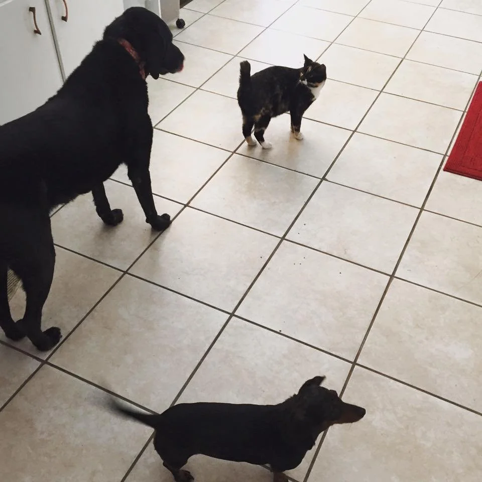 A black Labrador Retriever dog, a calico cat, and two small dachshund puppies on a tiled kitchen floor.