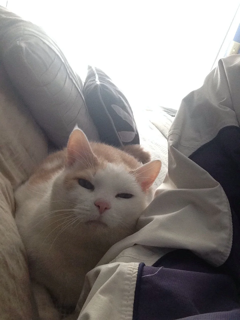A close-up of a relaxed orange and white cat lying on a beige couch, with pillows behind it and a bright window in the background.