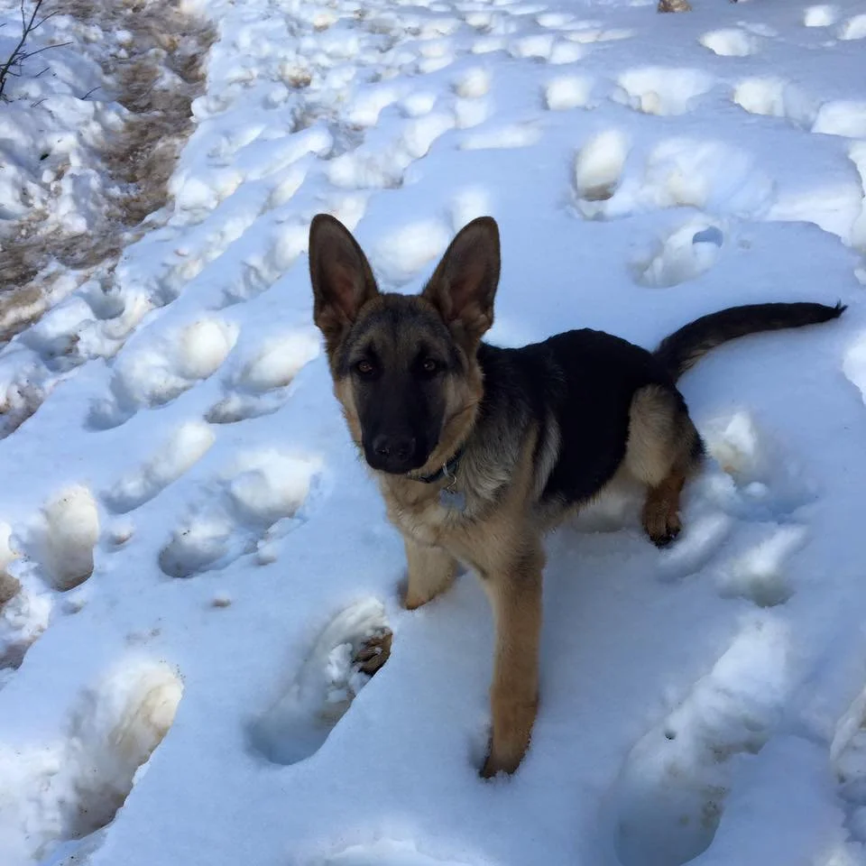 A German Shepherd puppy standing on snow-covered ground with footprints and a narrow path nearby.