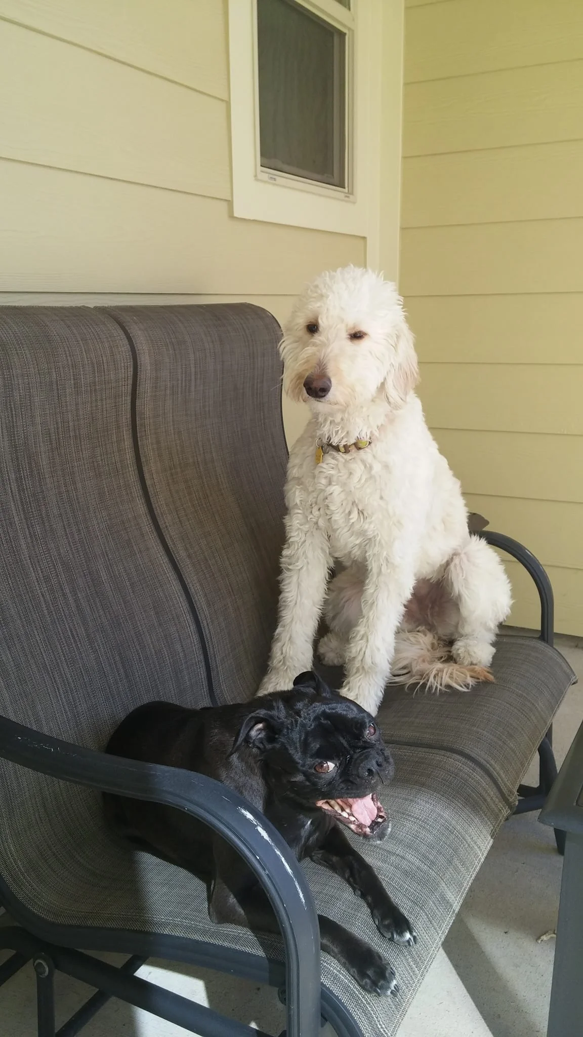 A white doodle puppy sitting atop a dark-colored couch and a black French Bulldog lounging underneath on the couch.