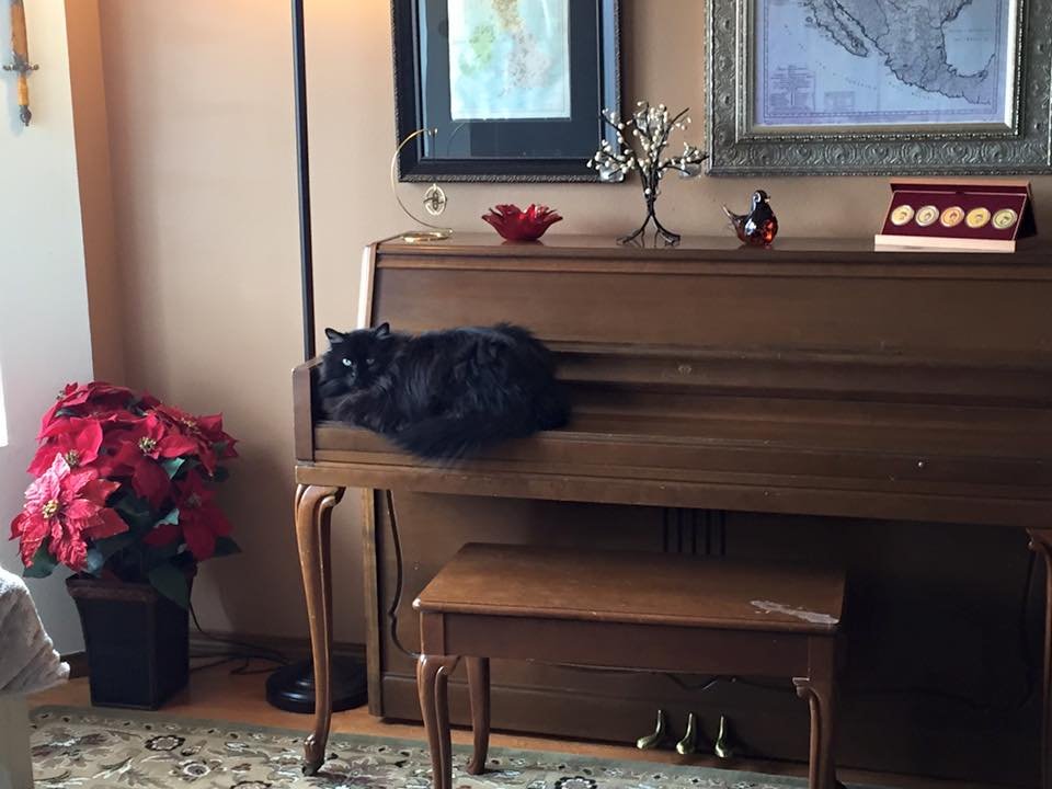 A black long-haired cat sitting on a wooden piano inside a room decorated with holiday ornaments and poinsettia plant.