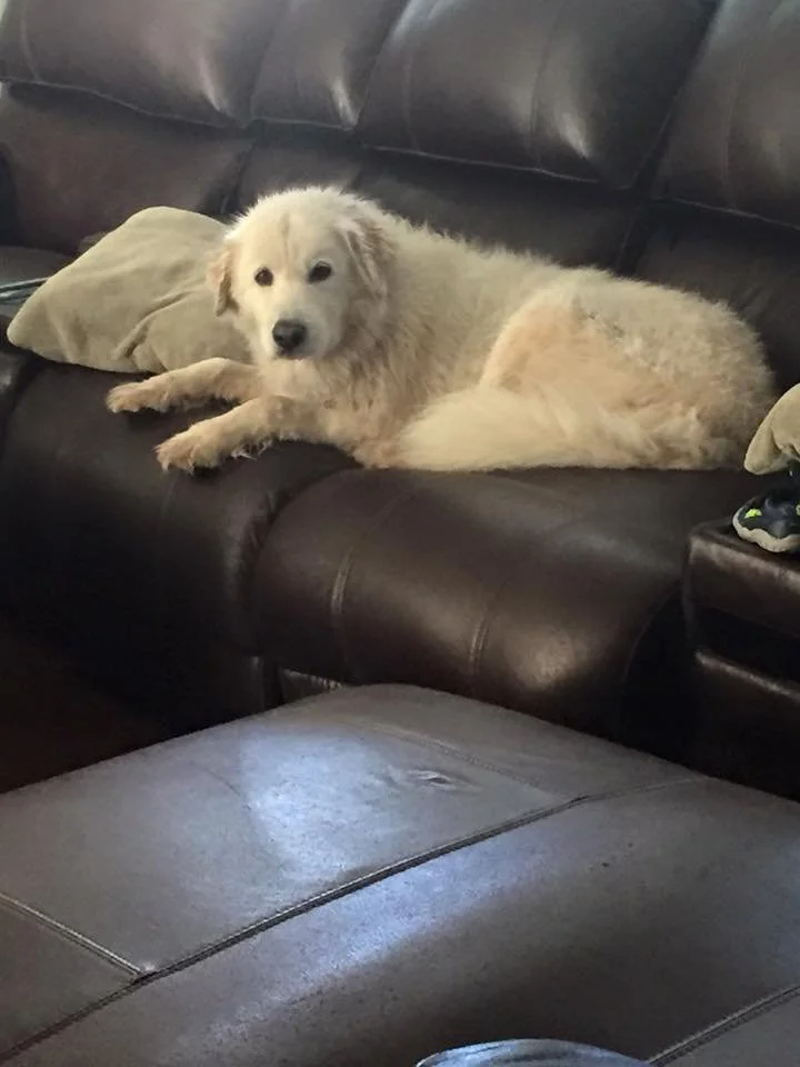 A fluffy white dog lying on a dark brown leather couch with beige pillows in a living room.