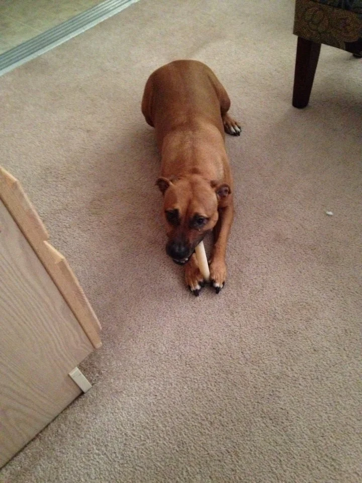 A brown dog lying on a beige carpet, chewing on a white bone.