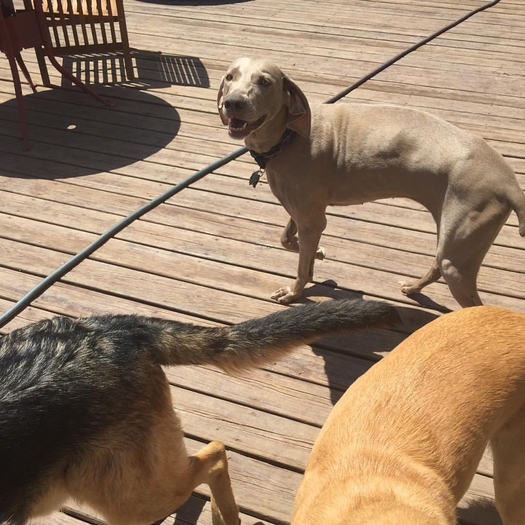 Three dogs on a wooden deck, one gray, one black and tan, and one yellow, with shadows cast by furniture and a pipe on the deck.