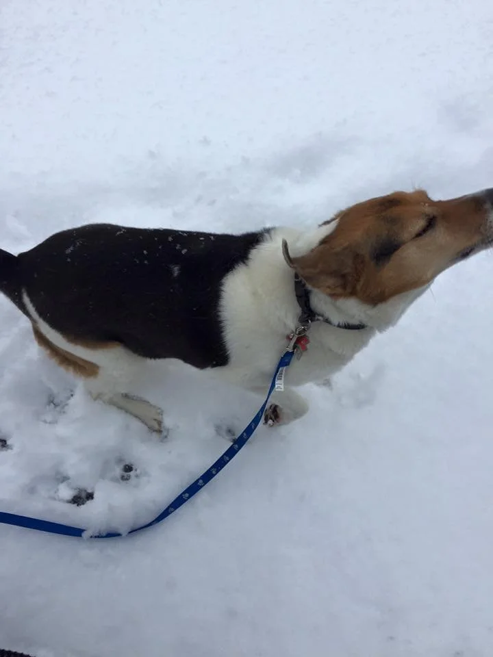 A dog with black, white, and brown fur standing in snow, wearing a collar and leash, with its head turned to the side and eyes closed.