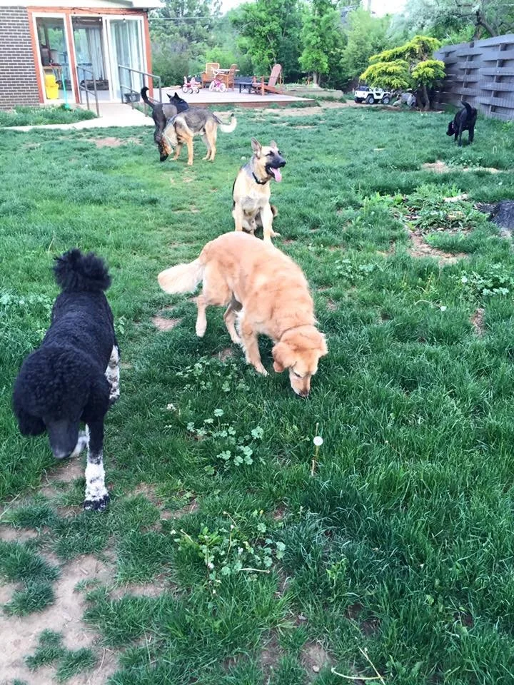 Six dogs of various breeds and colors playing and sniffing in a grassy backyard with trees, a fence, and outdoor furniture in the background.