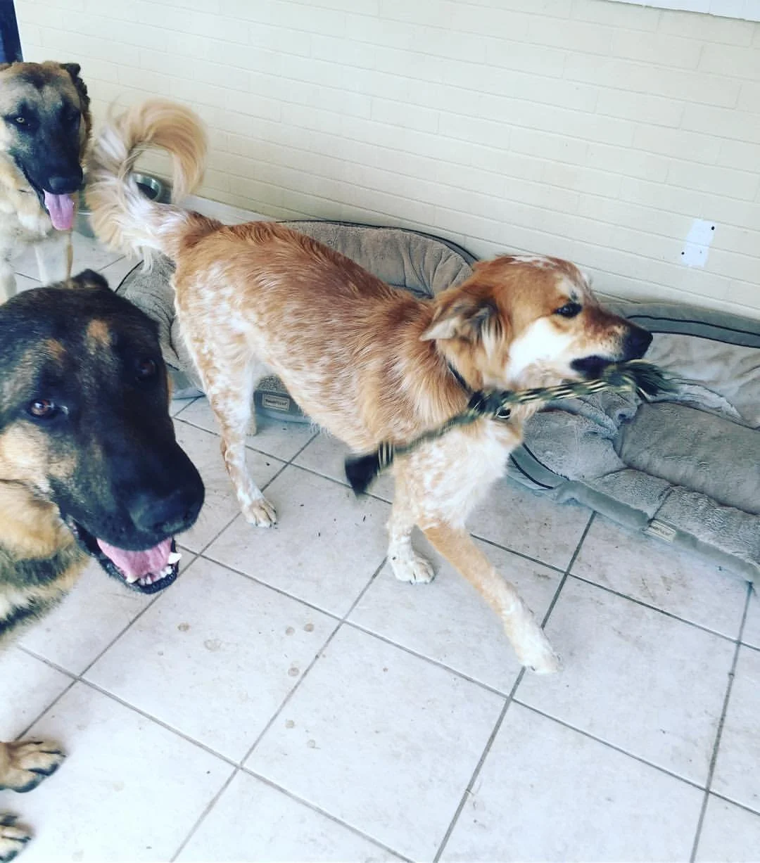 Three dogs of different breeds standing on a tiled floor near a dog bed, with a cream-colored brick wall in the background. One dog is chewing on a rope toy.