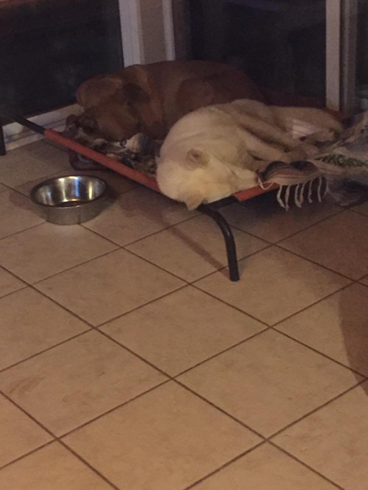 Two dogs sleeping on a raised bed near a sliding glass door, with a metal water bowl on the tiled floor beside them.