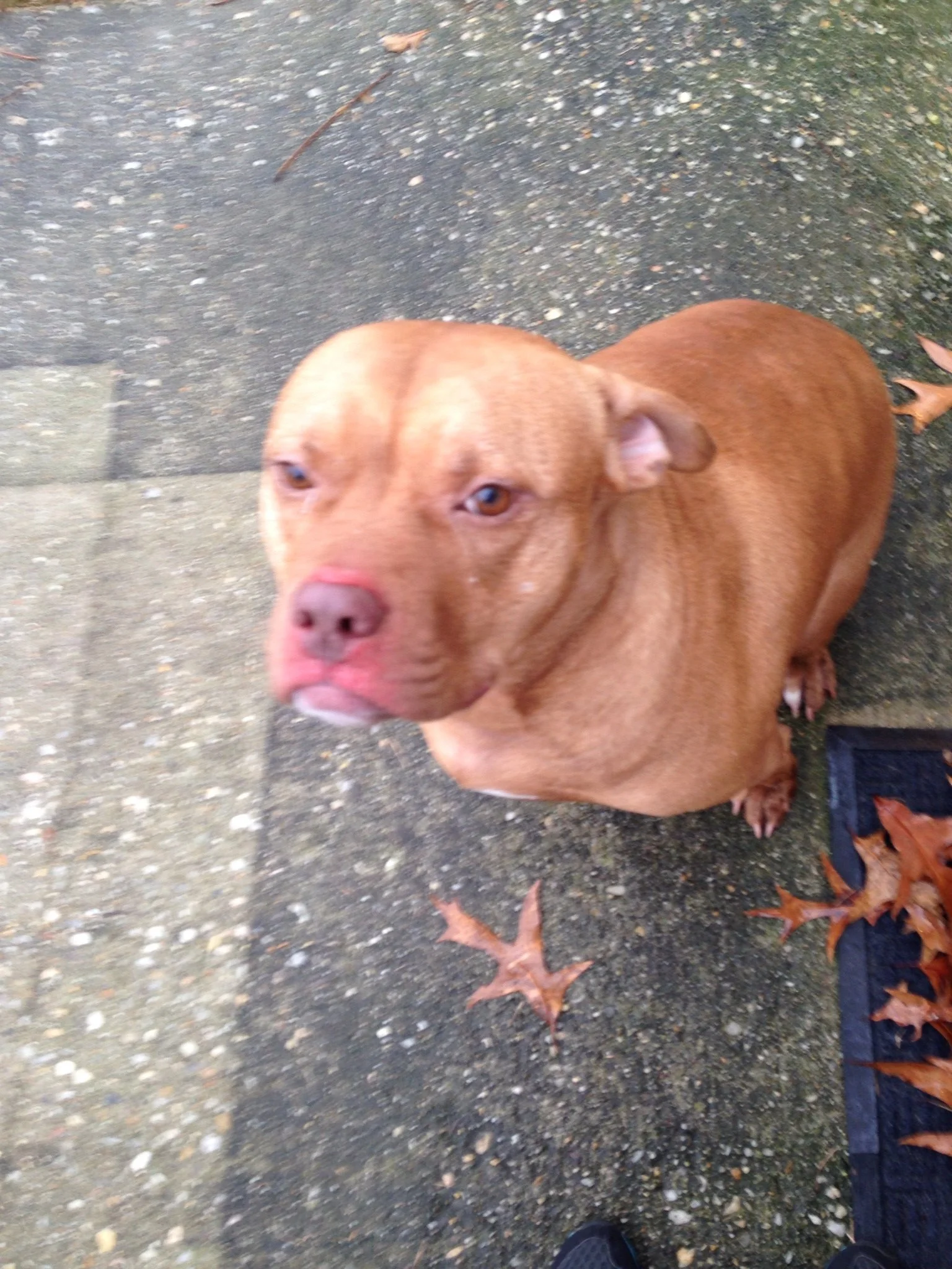 A brown dog sitting on a concrete sidewalk near fallen autumn leaves, looking up at the camera.