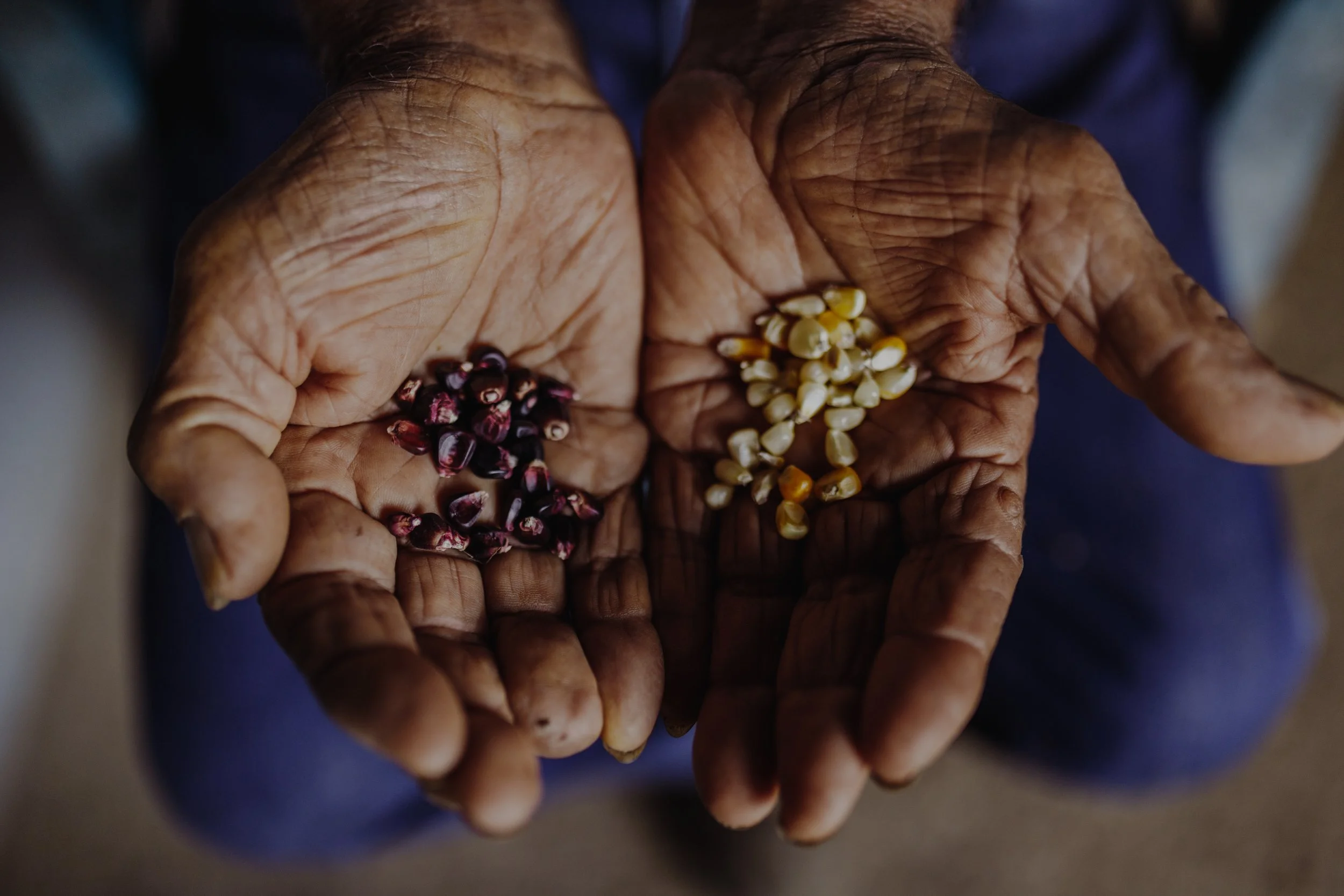 Elderly person's weathered hands holding two small piles of colorful beans or seeds, one dark purple and the other light beige, against a blurred background.