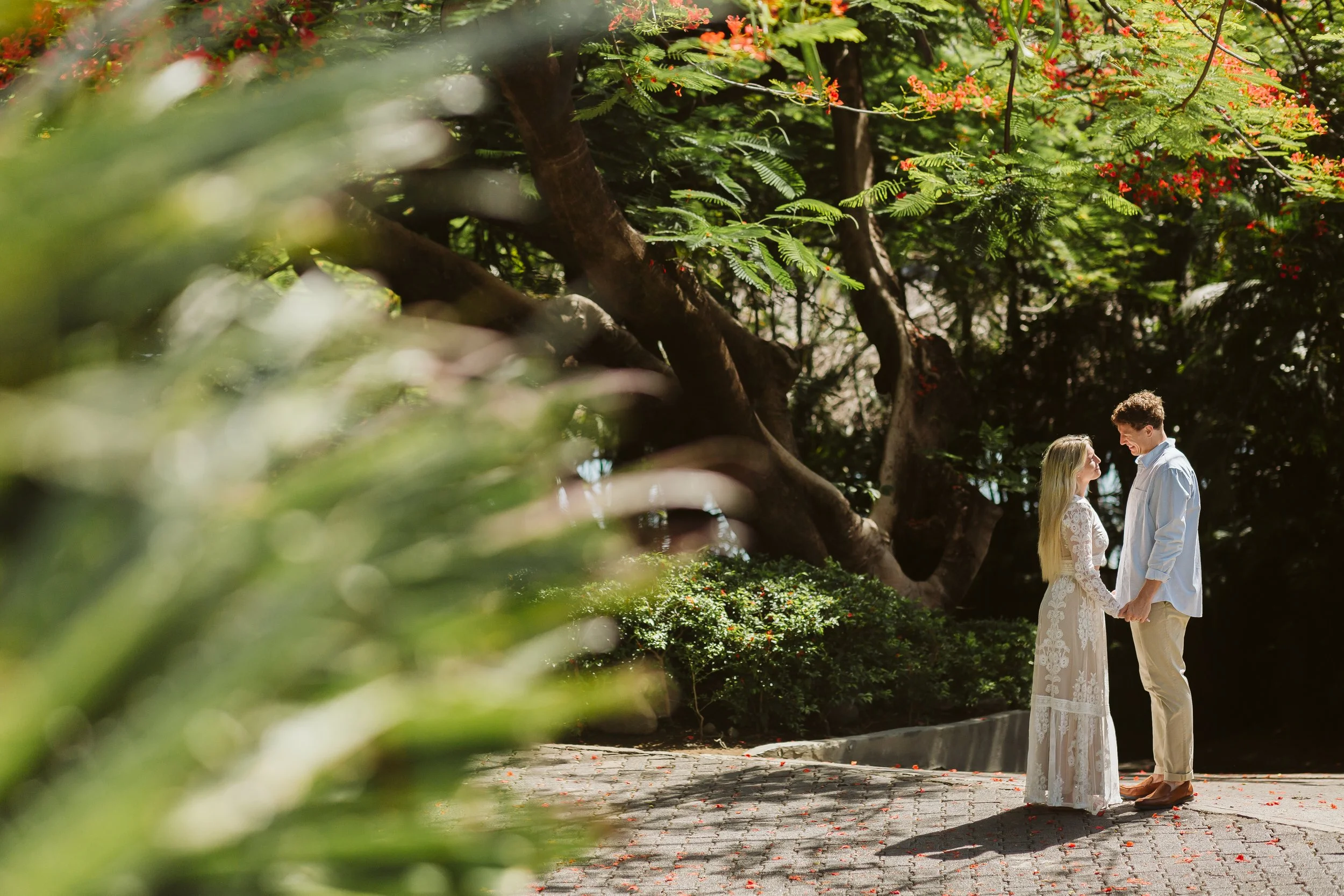 A couple holding hands and facing each other, standing on a paved pathway surrounded by lush greenery and large trees with red flowers, with sunlight filtering through the leaves.