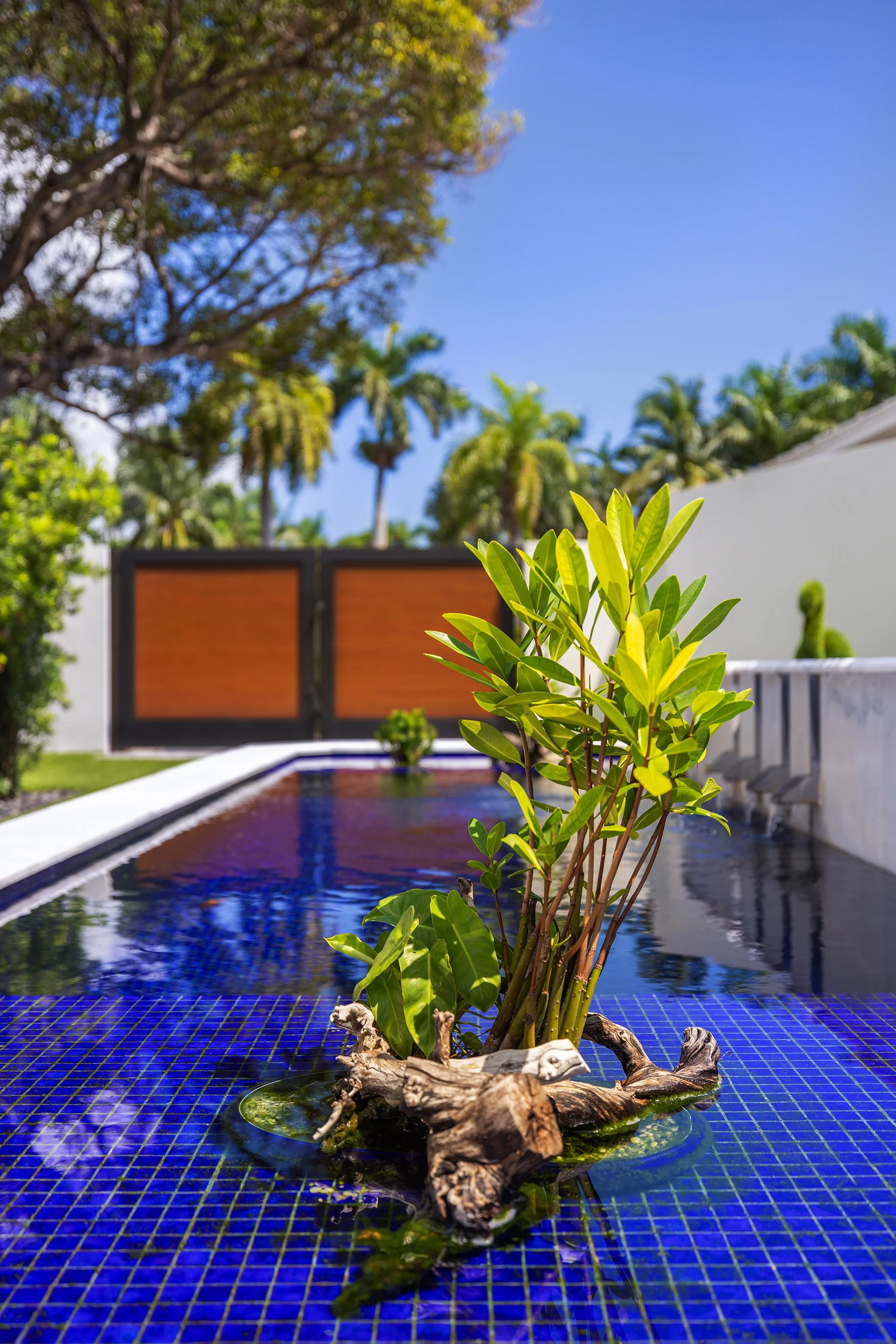 A small green plant growing in a decorative container on the edge of a swimming pool, with a backyard featuring tall trees, a wooden gate, and a clear blue sky in the background.