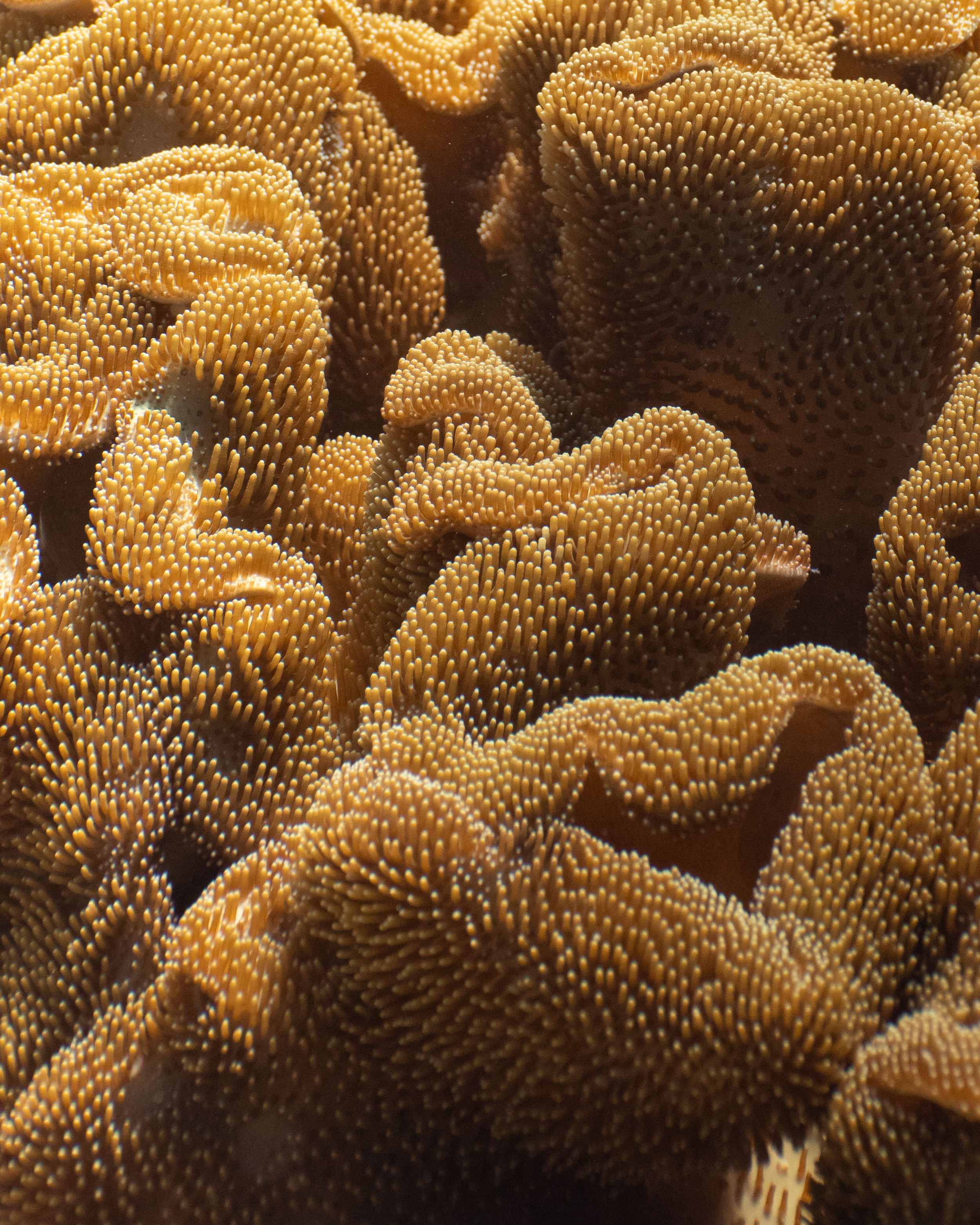 This picture shows the closeup of a beautiful coral underwater.