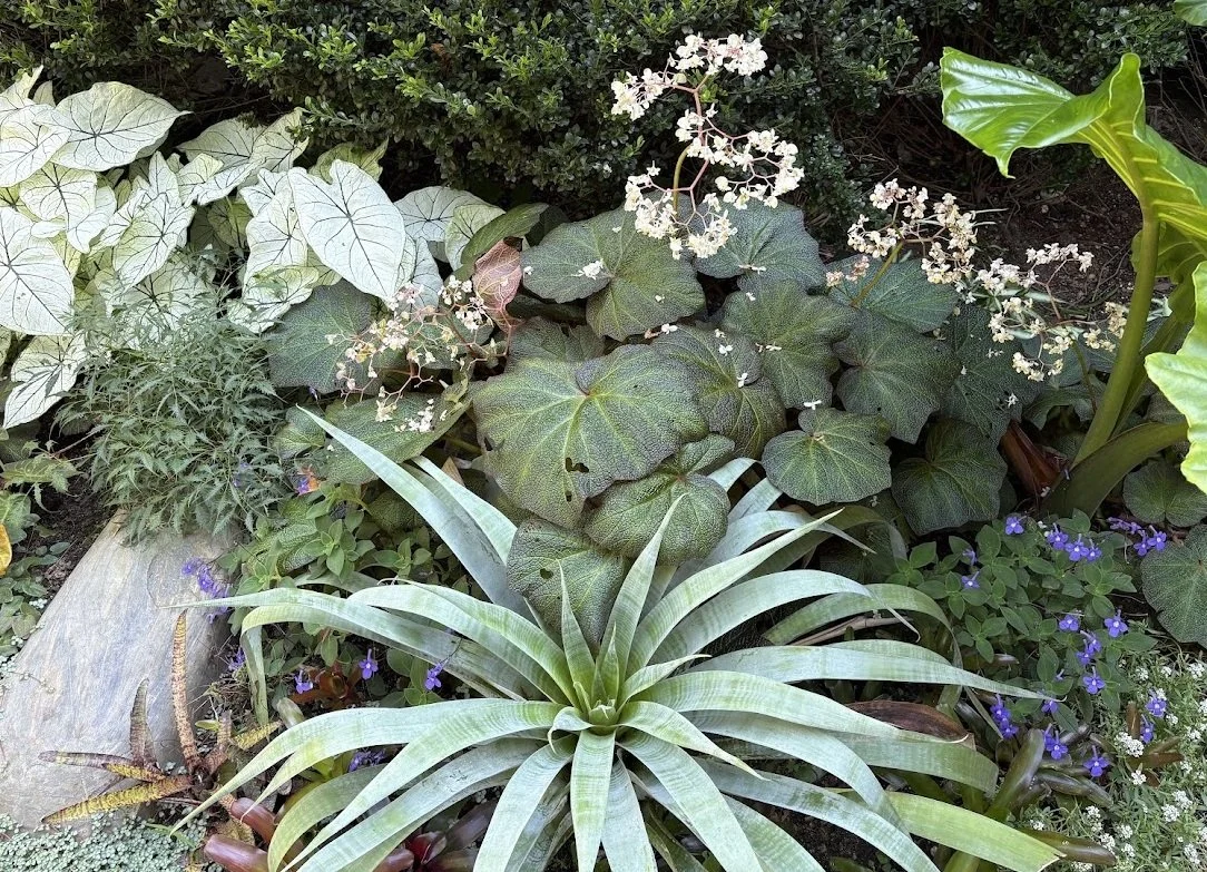 Botanic 02.jpg