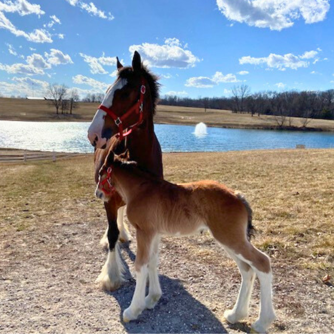 Becoming a world-famous Budweiser Clydesdale&nbsp;