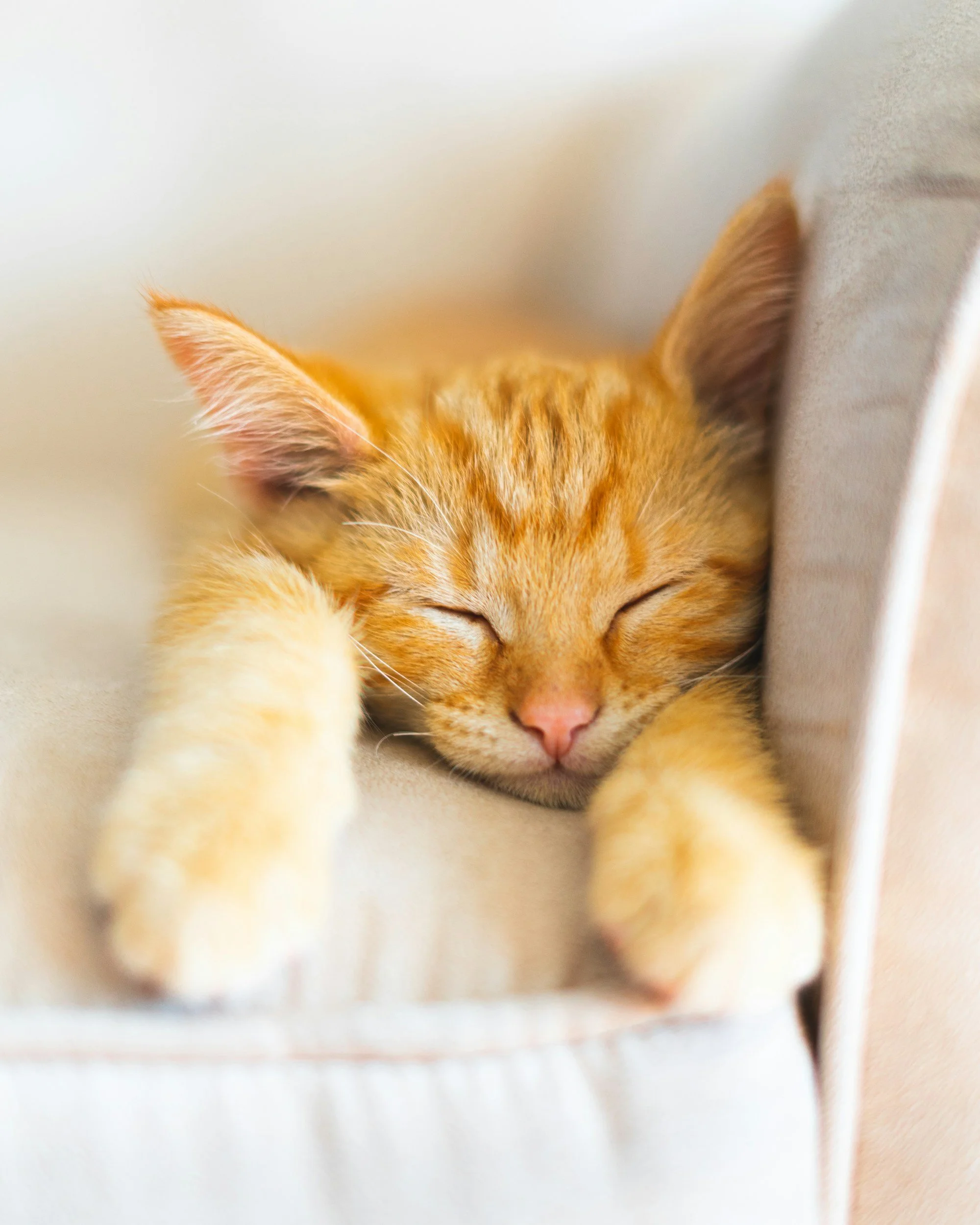 An orange tabby kitten sleeping peacefully on a soft surface with its front paws stretched out.
