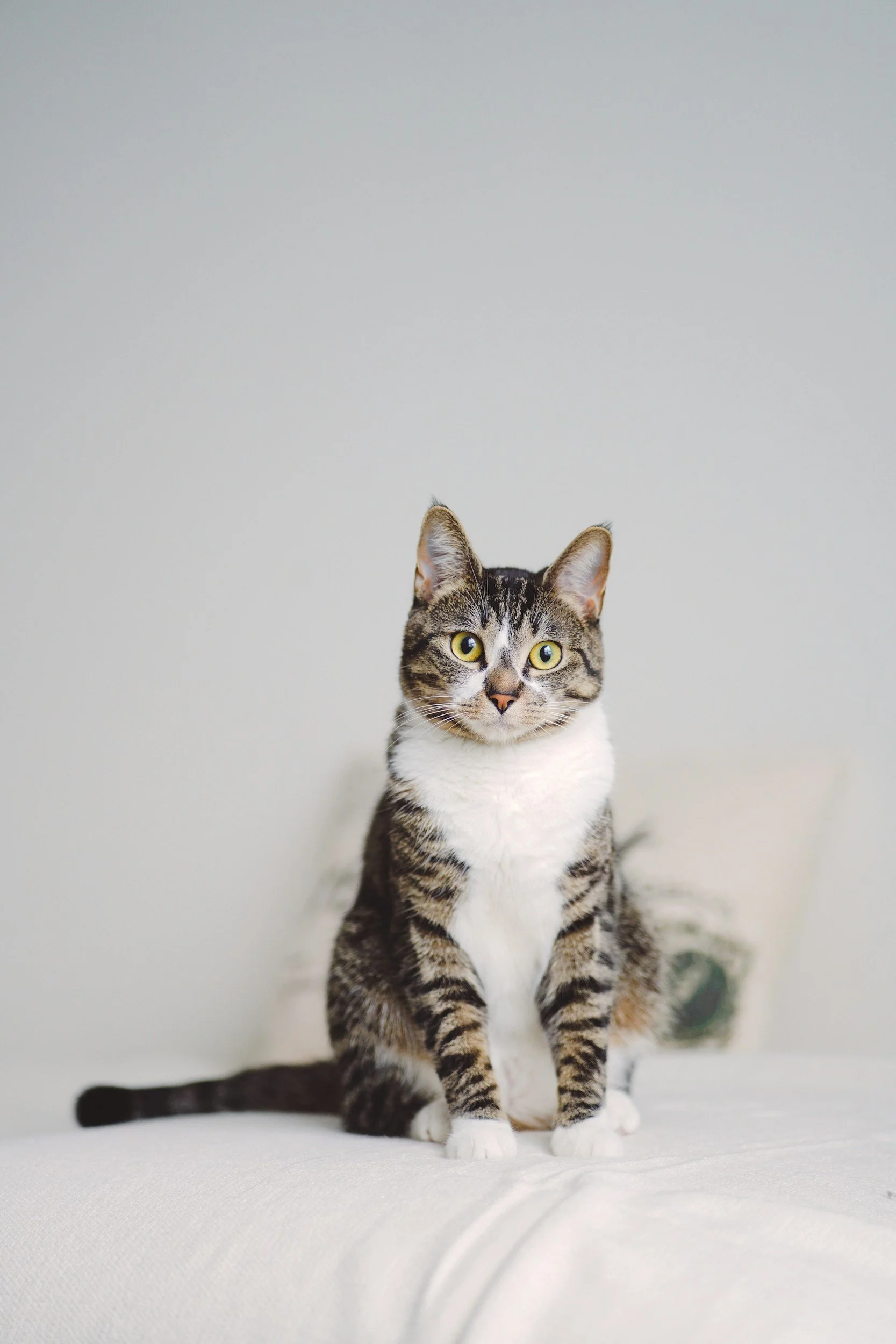 A domestic short-haired tabby cat with yellow-green eyes sitting on a white surface against a plain light-colored wall.