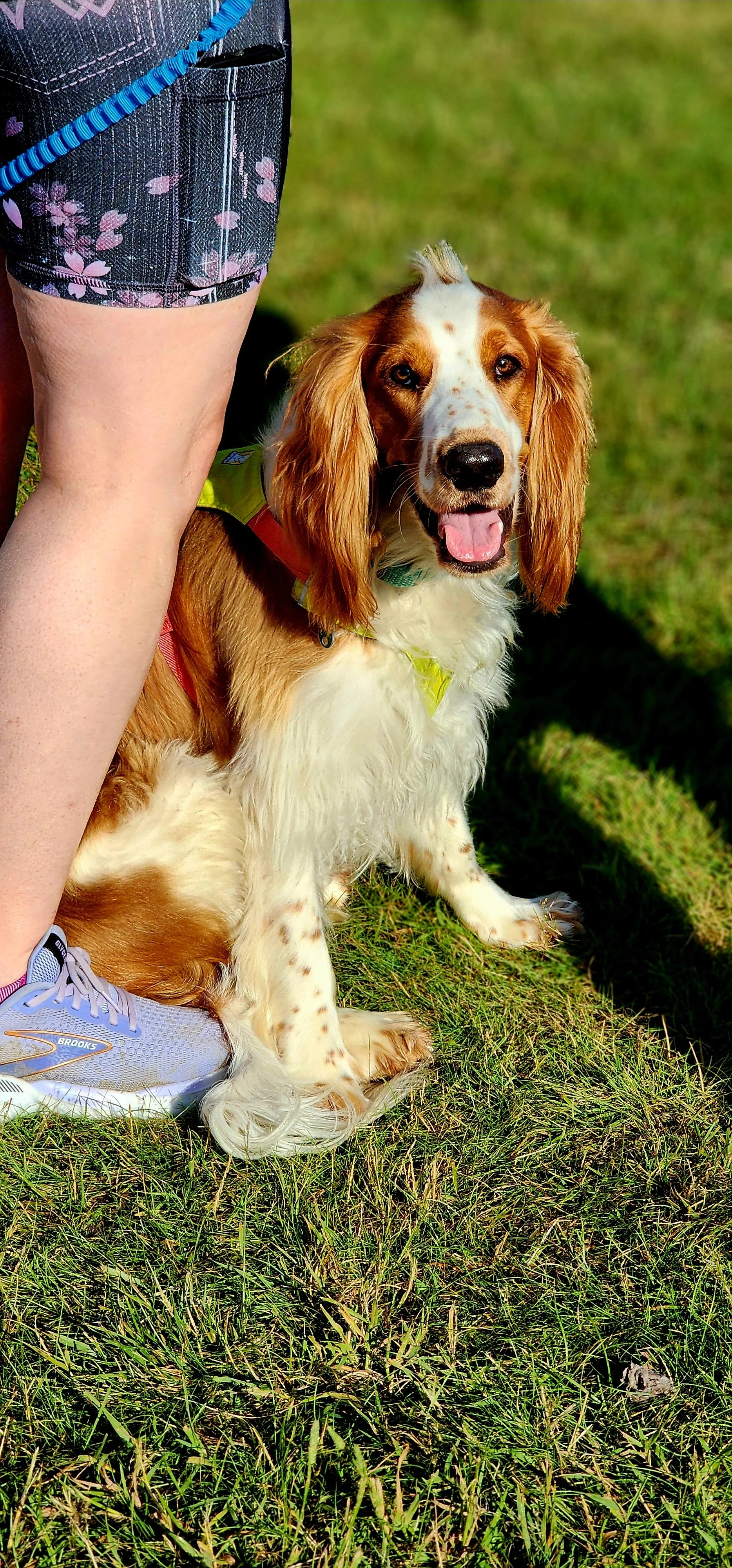 A dog with its tongue out facing the camera