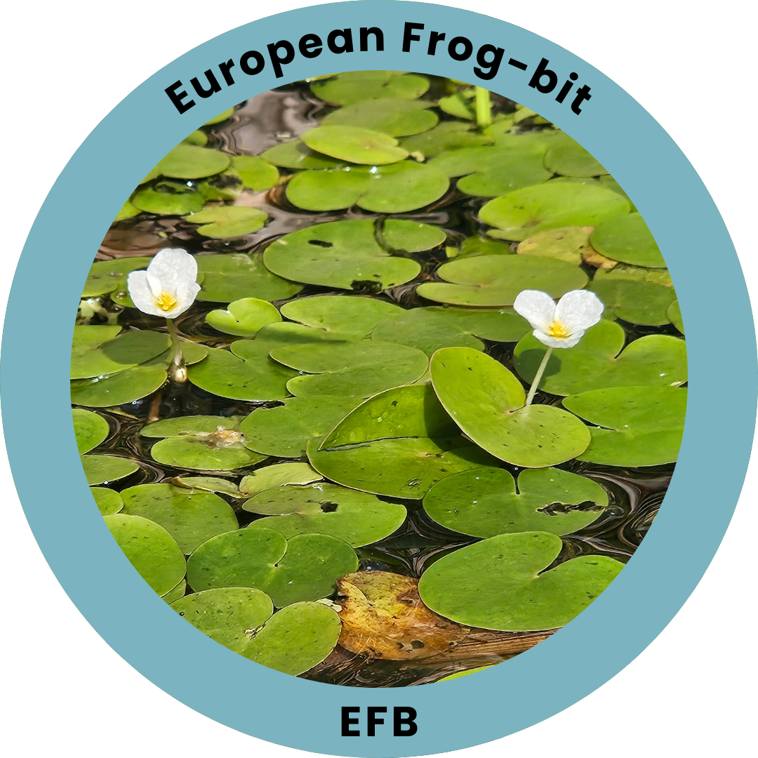 A circular badge, with an outer ribbing with text saying, "European Frog-bit" on top and "EFB" on the bottom, with an interior image showing a mass of heart shaped floating aquatic plants, with little white three petaled flowers growing up
