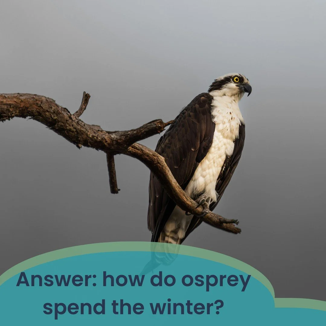 Answer: A! Osprey migrate south once the days begin getting shorter and cooler, flying thousands of miles to the southern United States, Central, or South America. 

Want to learn more? 
https://www.nwf.org/Educational-Resources/Wildlife-Guide/Birds/