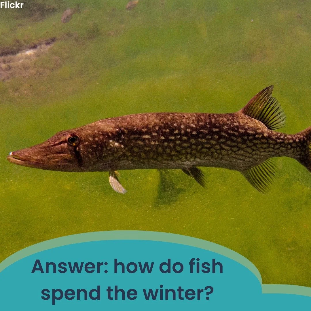 Answer: B! With the lake water cooling, fish metabolisms slow down and they become less active, often forming groups near the lake bed. 

Want to learn more? 
https://oceanservice.noaa.gov/facts/fish-freeze.html 
https://iere.org/how-do-fish-survive-