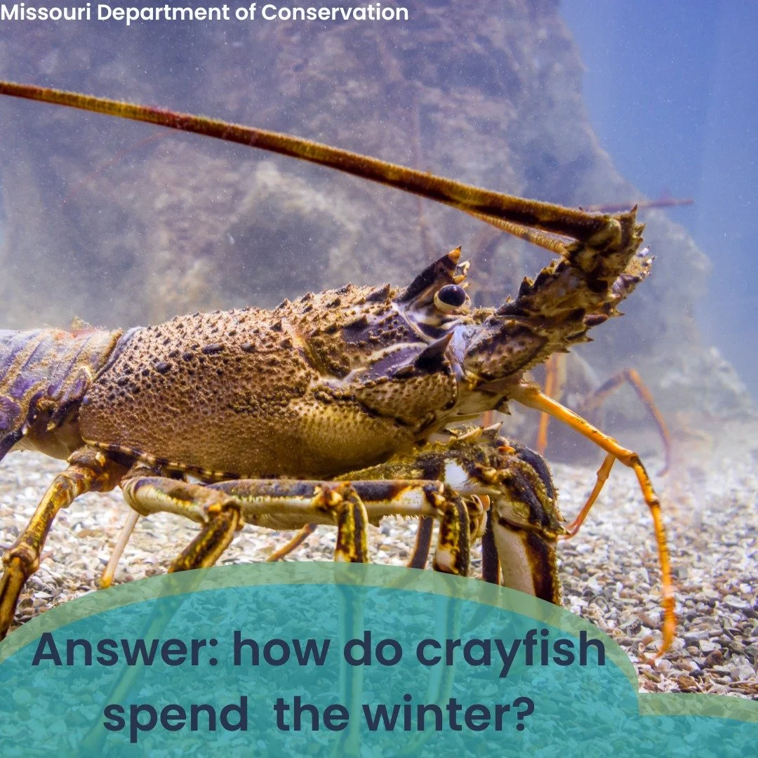 Answer: C! Crayfish enter a torpor like state, slowing down their metabolism and finding somewhere secure to hide like under a rock or branch. 
Want to learn more? 
https://biologyinsights.com/where-do-crayfish-go-in-the-winter/ 
https://hub.sivo.it.