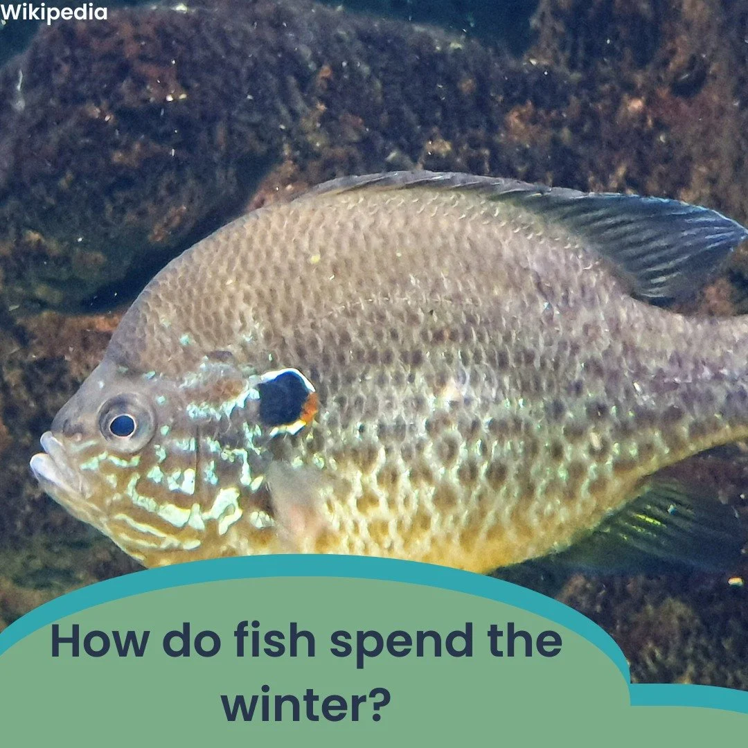 How do fish spend the winter when lakes ice over? Do they (a) migrate to open waters (b) slow down and rest deeper in the lake (c) the same way they spend the summers (d) freeze and defrost in the spring 

Comment your answer below and check back nex