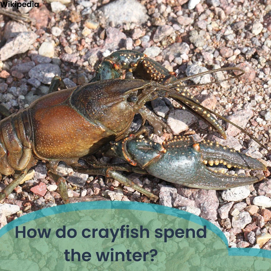 How do crayfish spend the winter? Do they (a) do nothing different, the cold doesn't bother them (b) grow a thicker shell (c) find a hiding spot and slow their metabolisms (d) hitch a ride with with the osprey to warmer climates 

Comment your answer
