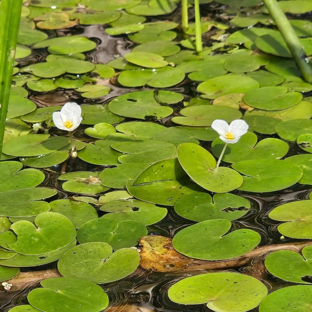 This week is National Invasive Species Awareness Week 🌿 - how comfortable are you with identifying the aquatic invasive species in our watershed? Let us know in the comments below! 

In addition to the five known invasives in our watershed, we also 