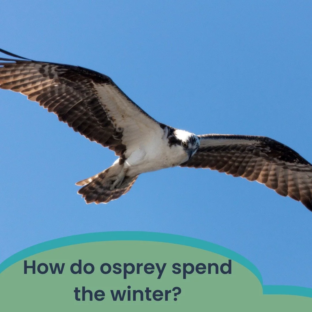 How do osprey spend the winter? Do they (a) migrate south to warmer climates (b) migrate to the coast (c) stay and steal from people ice fishing (d) stay and hunt small birds and mammals 
Comment your answer below and check back next week to find out