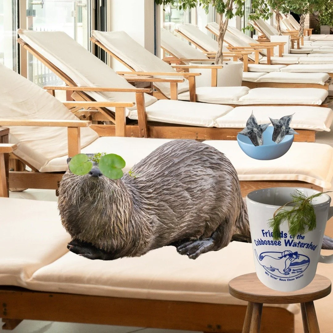 It's been a long, cold winter, and Spotter is excited to spend a day recovering from it at the Cobbossee Watershed's hottest new spa! And now, you can too! Our new, all-inclusive spa experience features Water Chestnut acupuncture, European Frog-bit e