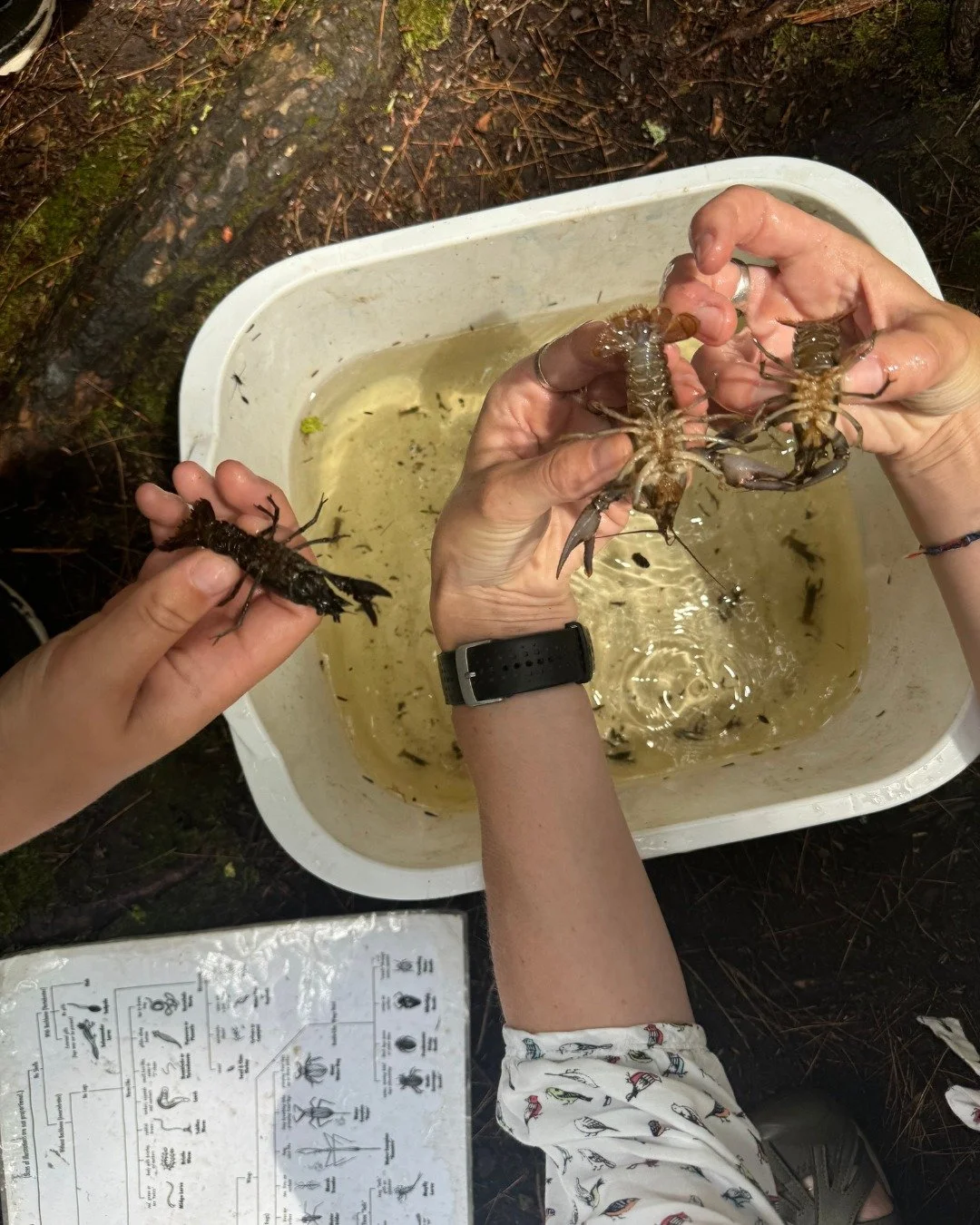 Curious about what lives in your local streams and freshwater marshes? Join a collaborative project with @maineaudubon  and Maine DEP focused on macroinvertebrates and what they can teach us about water quality!

To learn more, visit the link in our 