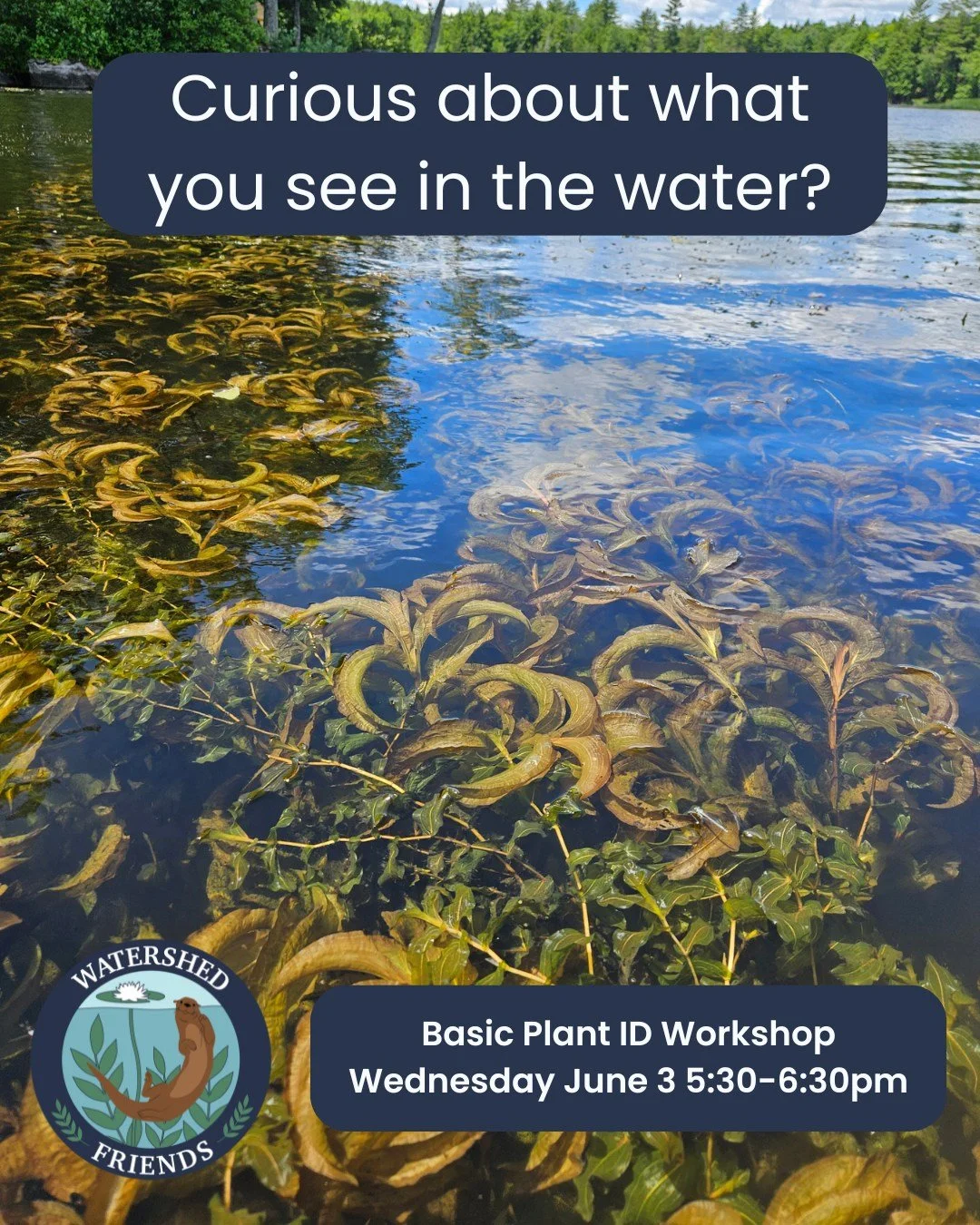Want to learn about identifying suspicious plants🌿?

Join our Basic Plant Identification Workshop next week (Wednesday, June 3 from 5:30-6:30pm) to learn how! This free training is perfect for beginners and those needing a refresher on basic aquatic