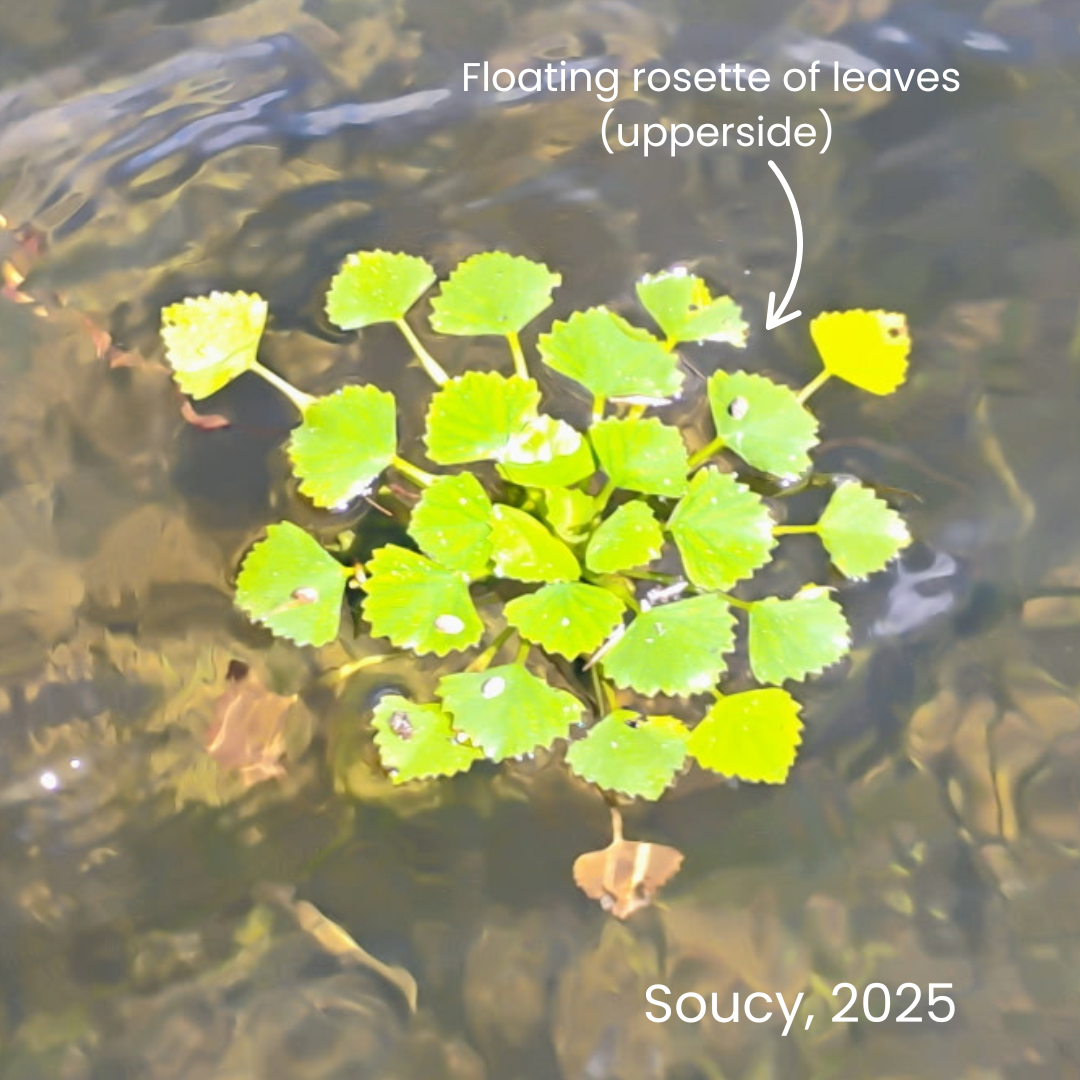Upside of floating rosette of aquatic plant with serrated triangular leaves. Additional text "Soucy, 2025"