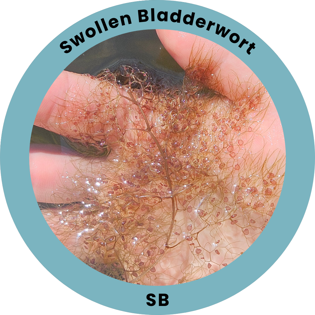 A circular badge with an outer ribbon with text saying, "Swollen Bladderwort" at the top and "SB" at the bottom, with an inner image of a hand holding a reddish aquatic plant, with a branching structure and sesame seed sized bladders