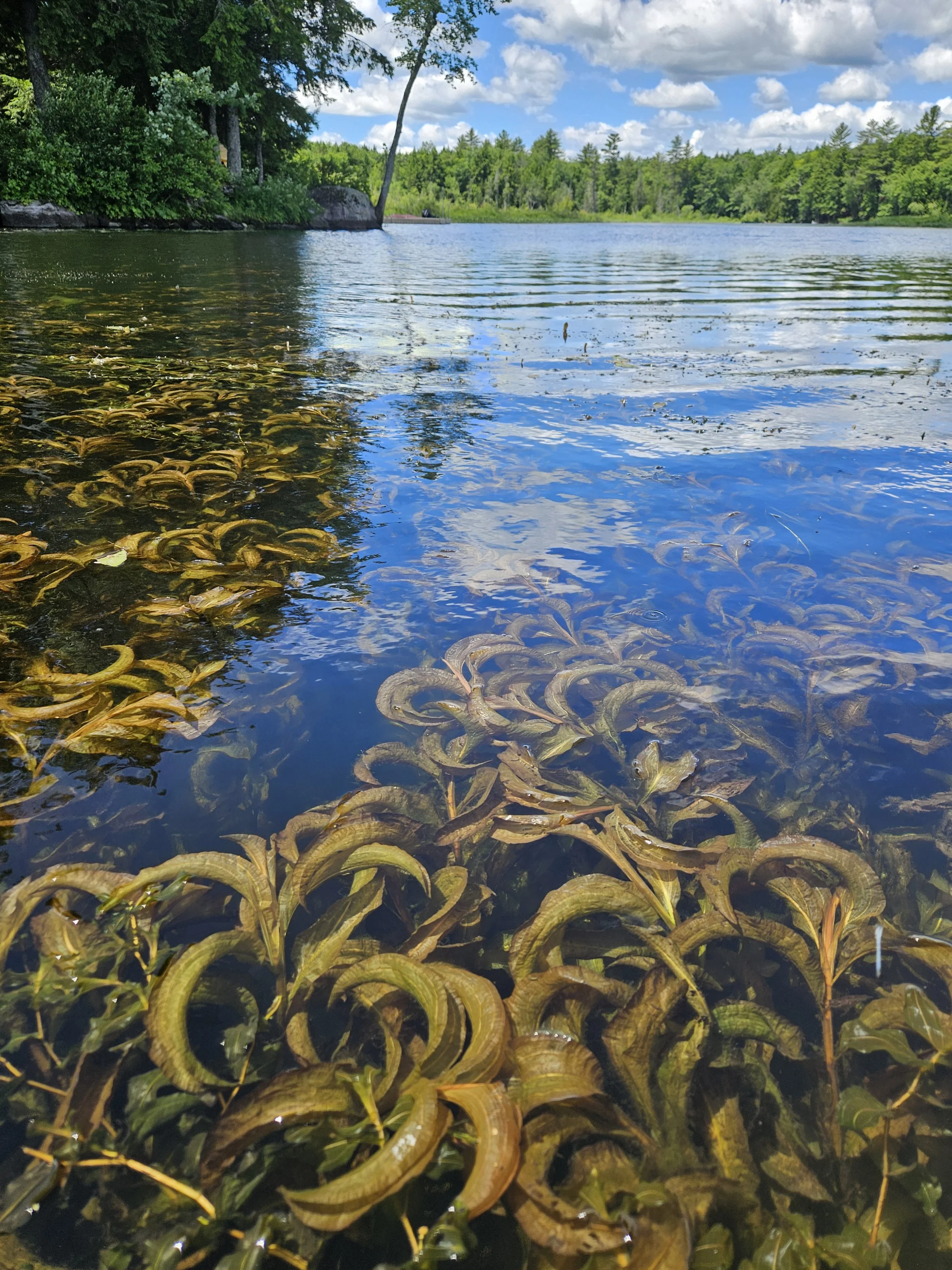 A large number of plants with wide recurved leaves growing in a lake