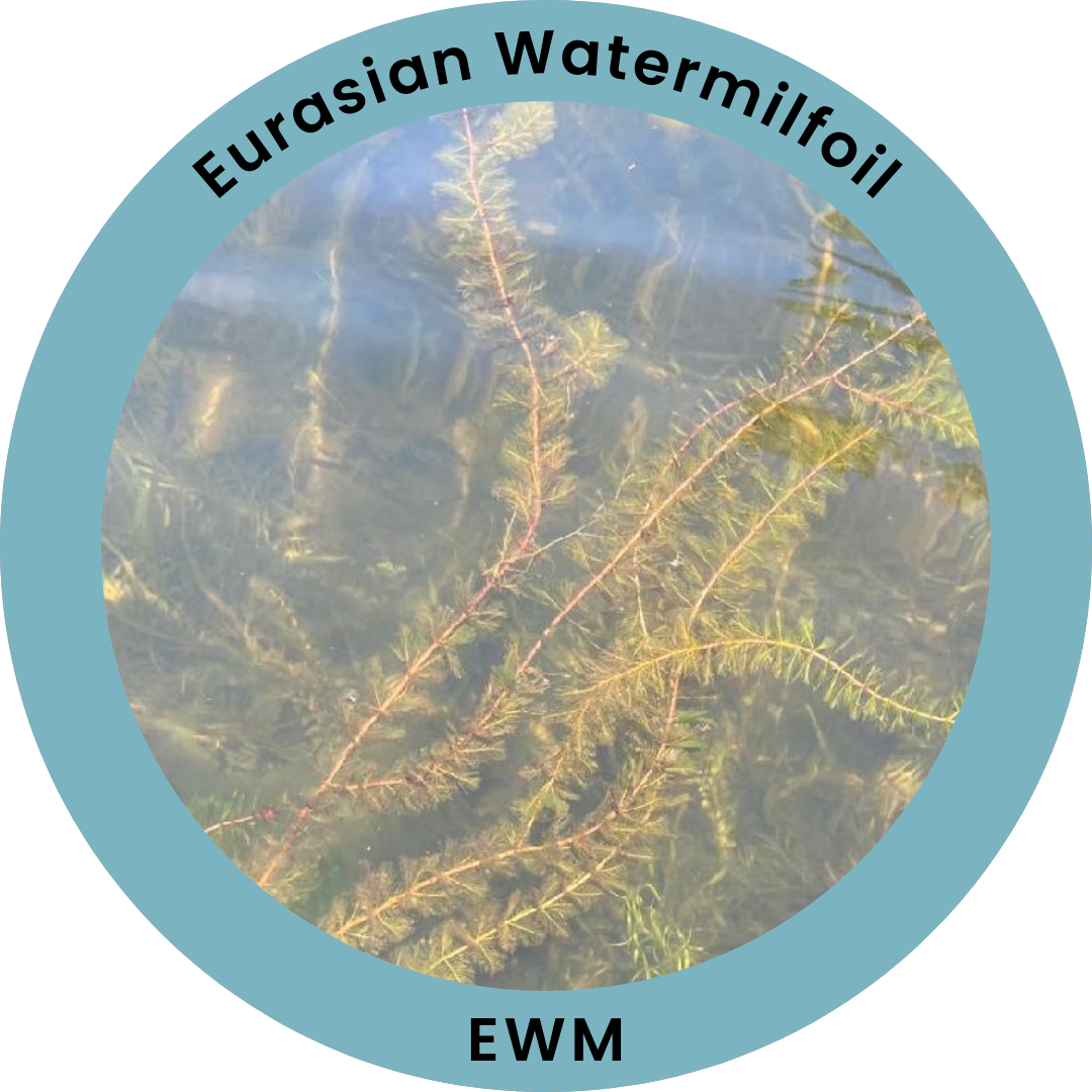 A circular badge, with an outside ribbon saying "Eurasian Watermilfoil" at the top and "EWM" at the bottom, the interior picture is of a green, delicate looking, bottle brush shaped aquatic plant with a reddish stem