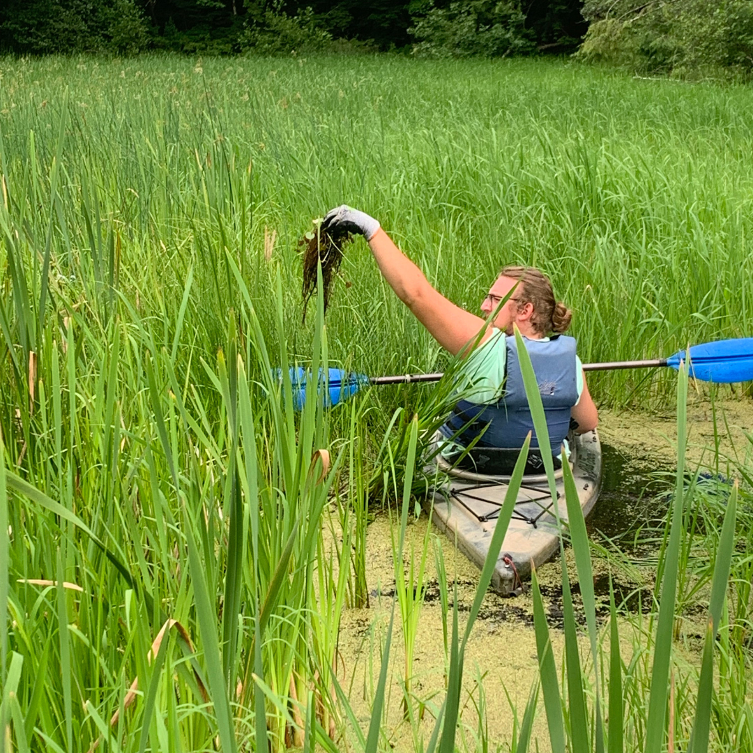 A kayaker surrounded by reeds, holding up a clump of plant matter
