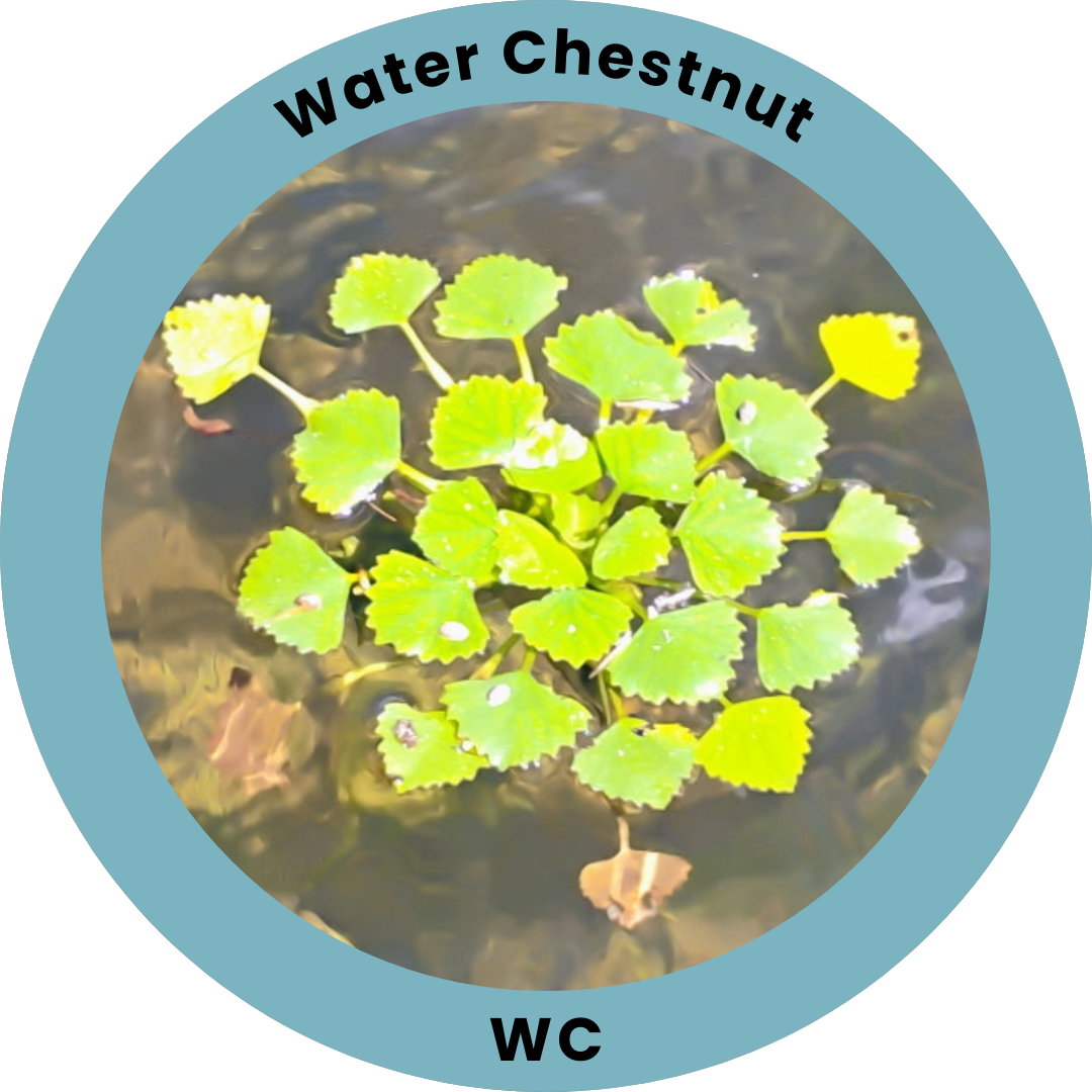 A circular badge with an outer ribbon with text saying "Water Chestnut" on top and "WC" on the bottom, with an inner image of an aquatic plant rosette of serrated triangular leaves