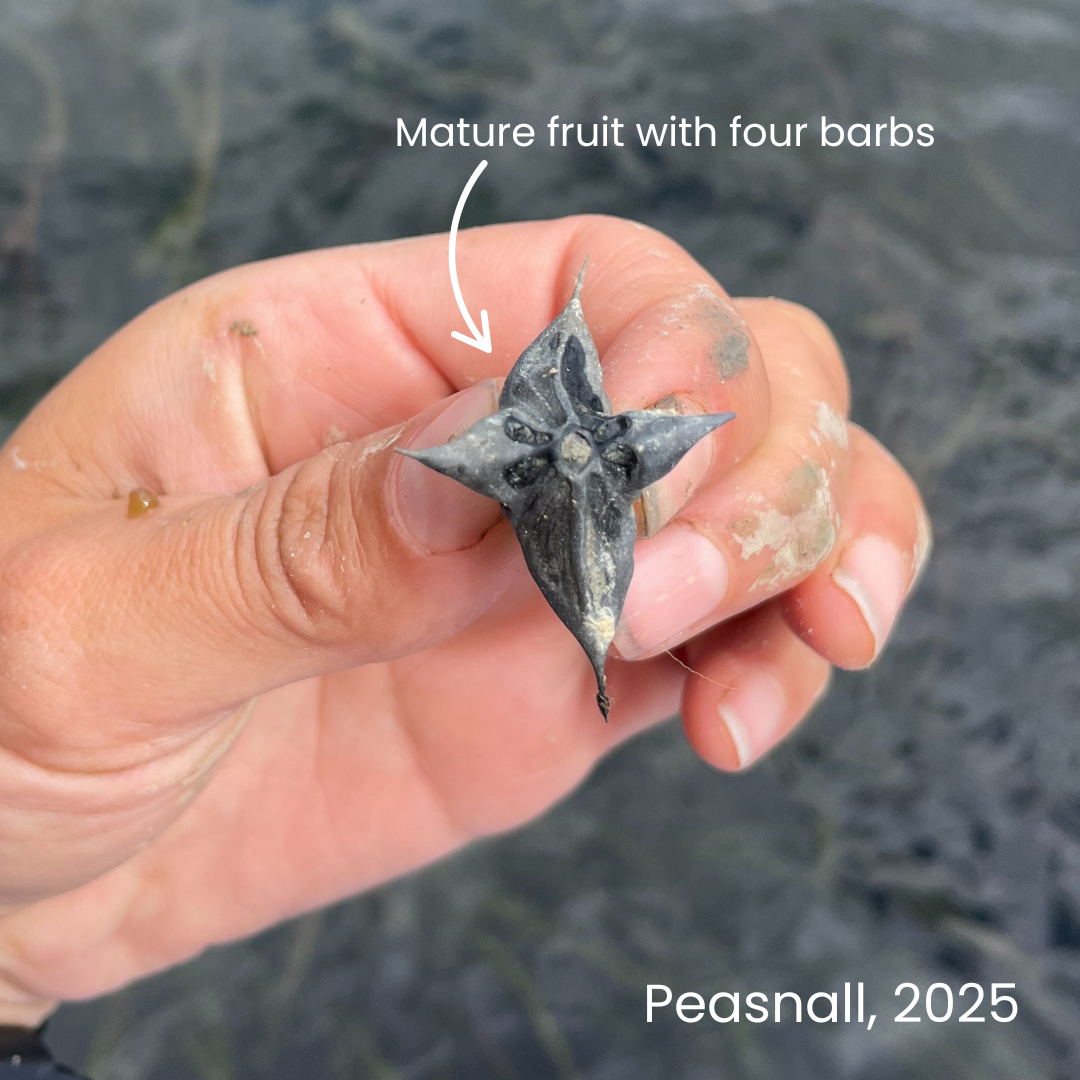 Hand holding a water chestnut fruit, a roughly walnut sized nut with dark color and four barbs sticking out. Additional text "Peasnall, 2025"