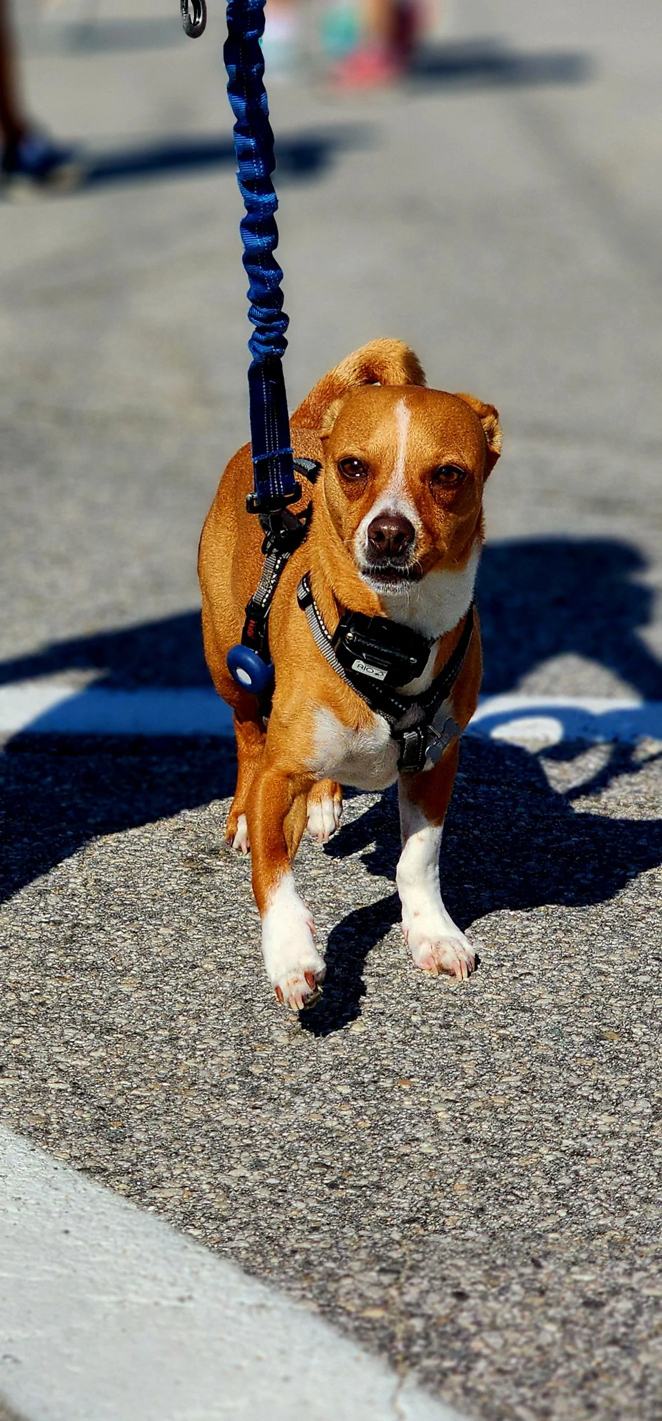 A small brown and white dog walking