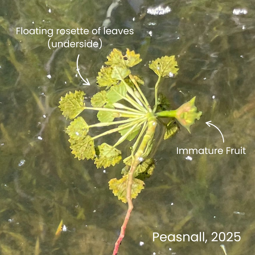 Underside of floating rosette of aquatic plant with serrated triangular leaves along with a immature fruit with four barbs, additional text "Peasnall, 2025"