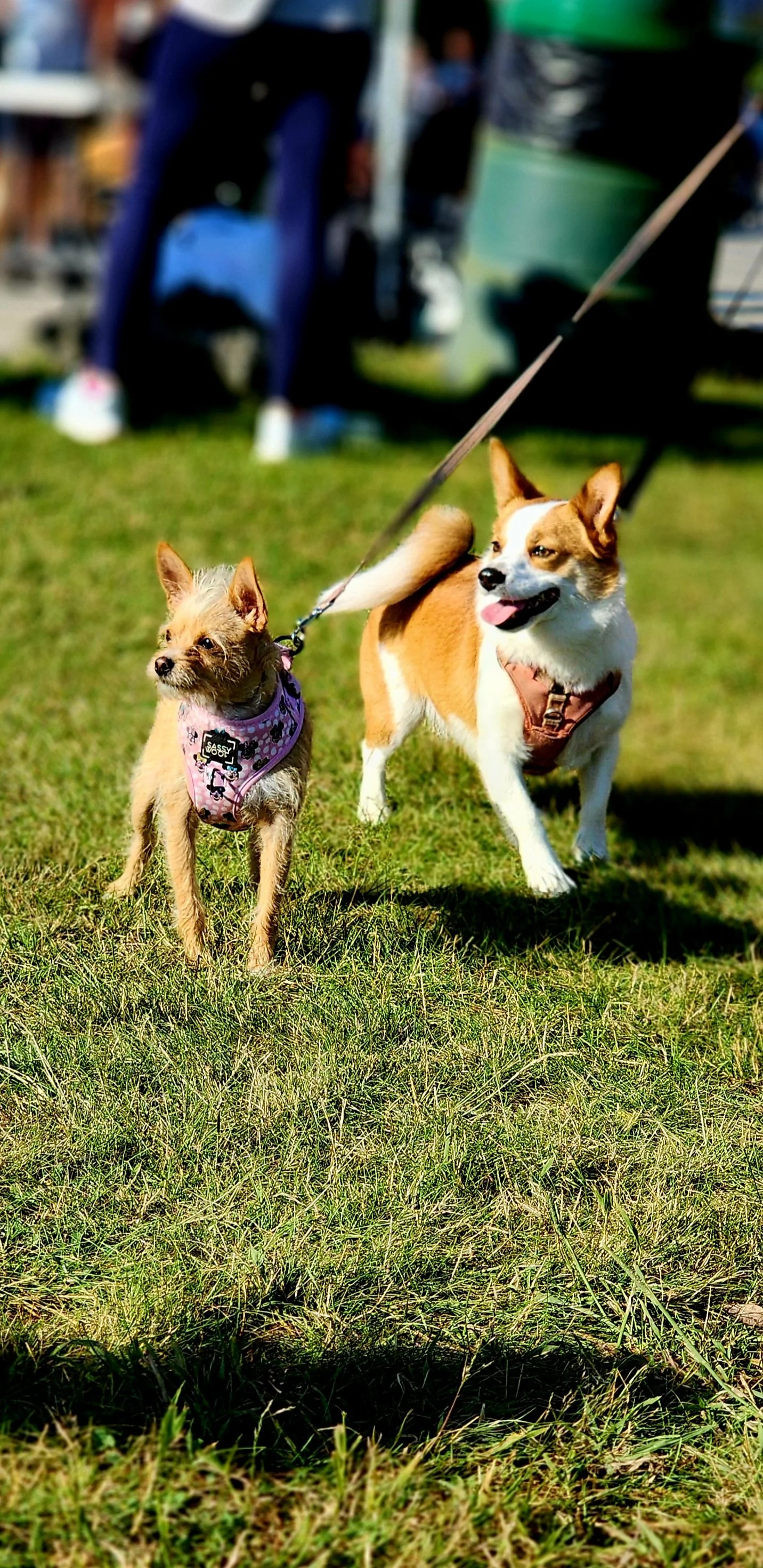 Two dogs facing away from the camera